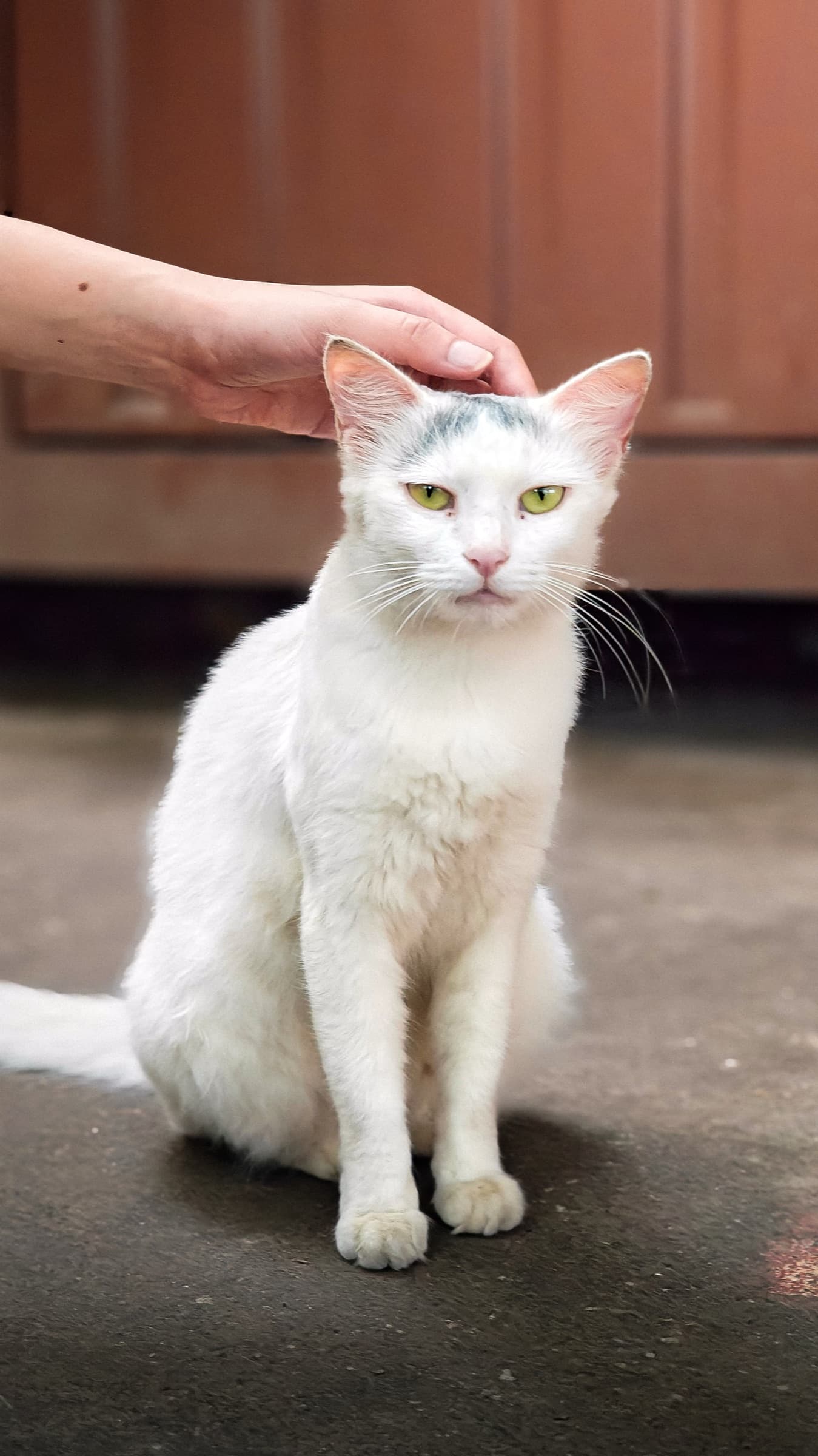 Street cat portrait