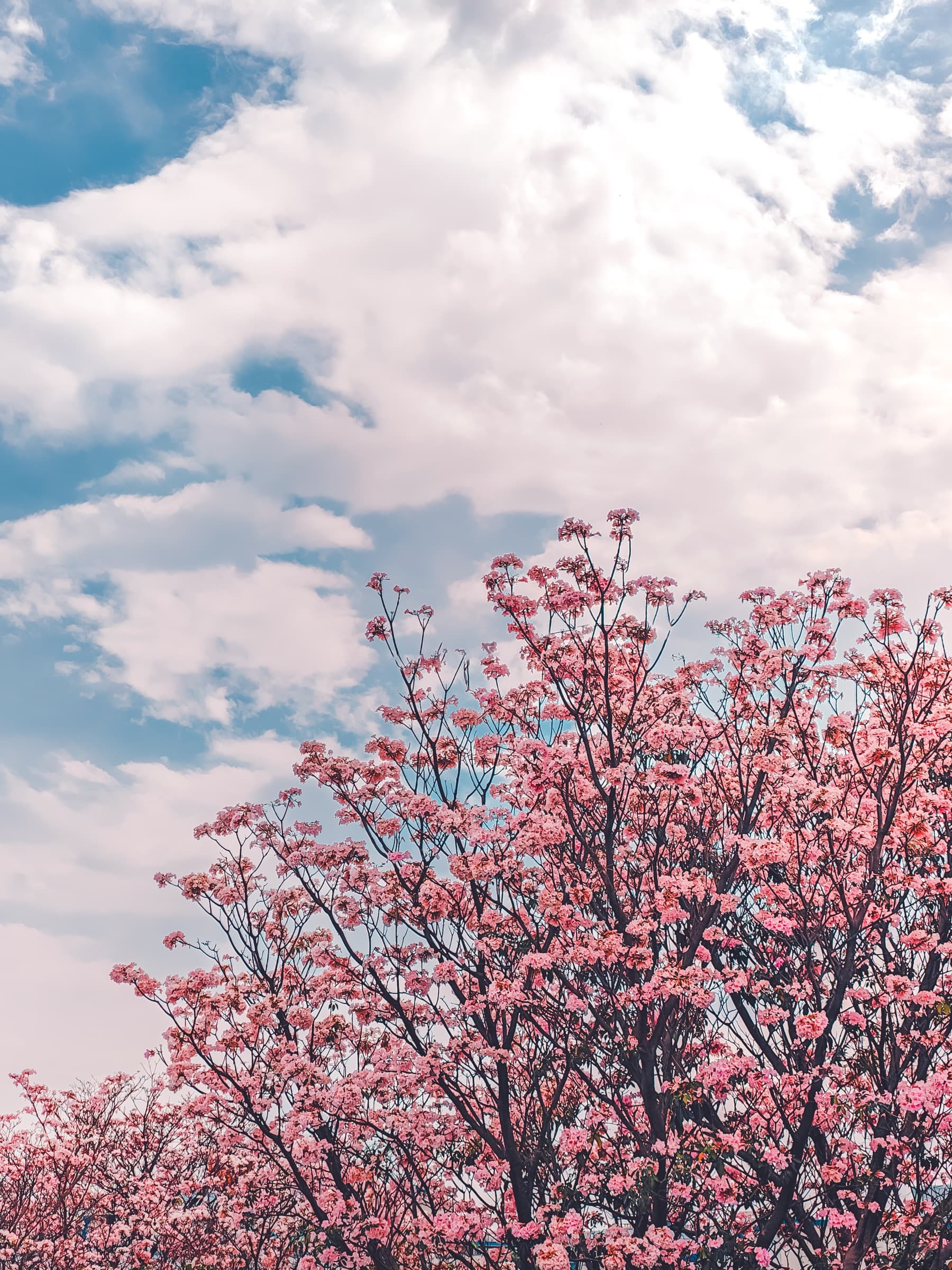 Spring blossoms